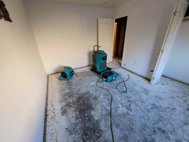 Best Mold removal after water damage  in Shafer, MN
